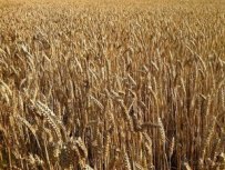 009-parable-sower-seed